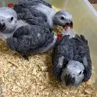 كاسكو