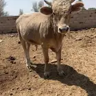 فحل الماني كفوو