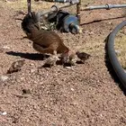 دجاجة بلدي مع فروخها