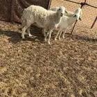 حريات طيبه أسنان
