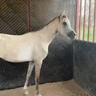 فرس مكس جمال