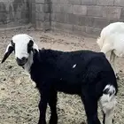 شاه والد مشروطه عليها طلي