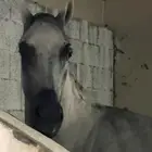 حصان كفو