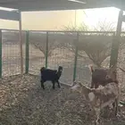 معزا للبيع