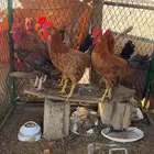 لبيع ديك