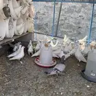 حمام فرنسي فاخررر ومنتج