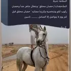 حصان طرب وسبوق محقق بيع عجل