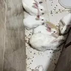 أرانب للبيع