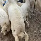 طليان حري فل شحم و لحم