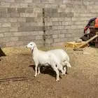 خروفين حريه