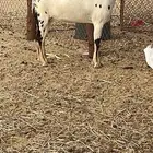 جفره بيشيه صنف