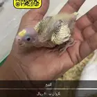 عصافير طيور 2   80 و 180