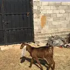 عنز جفره ثنيه حمراء