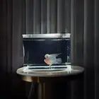 سمكه فلاور هورن مستوى عالي