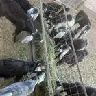 بهم تيوس ( تتم البييع )