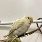 ببغاء روز