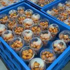 كمية متوفرة  2600 حبة طماطم شيري برتقالي وأصفر