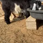 جفره جذعه بريه