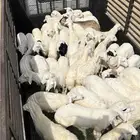 رخال حريه