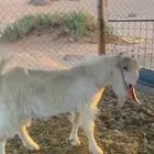 تيس مشروع فحل