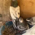 حمام باكستاني