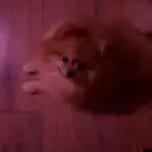 كلب بومريان ذكر بيور