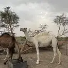 بكره كفو وضحى