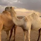 ناقه لقحه وضحاء للبيع