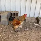 ديك براهما شرط من كول شي شرط اذان وضراب