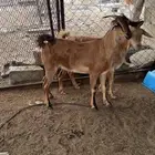 غنم بهر