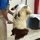 هرفي حري تيوس