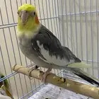 كروان ذكر للبيع