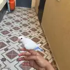 طير روز هدد خارجي و داخلي عمره 4 شهور