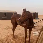 فرس انجليزية