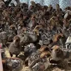 صوص فيومي