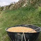 يوجد حنطة استرالي وحنطة نخلية عثري على المطر