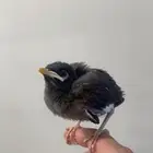 لبيع ماينو اليف نهايت غر