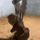 فرس شعبيه مع مهرتها