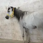 فرس شعبيه البيع سمح