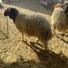 يوجد ذبايح (نعيم - حريات- وتيوس - ومعزاء)