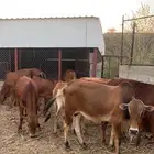 عجول بلدي ( تم البيع)