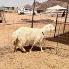 نعجه طيبه مضارع ديوس سلم