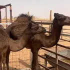 حشو للبيع