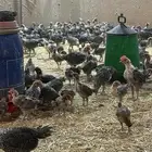 صوص فيومي شبابي دم صافي