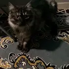 قطط للتبني شيرازي
