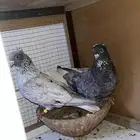 قطايف للبيع