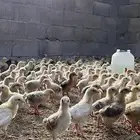 صوص بلدي