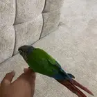ببغاء كنيور للبيع