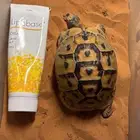 سلحفاه بريه