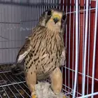 طير باشق او شبوط